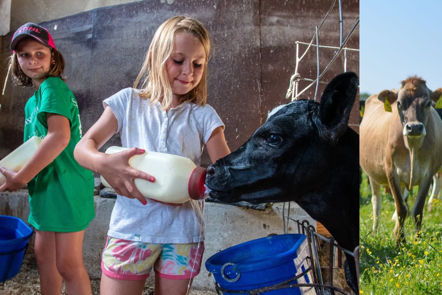 dairy farm near me